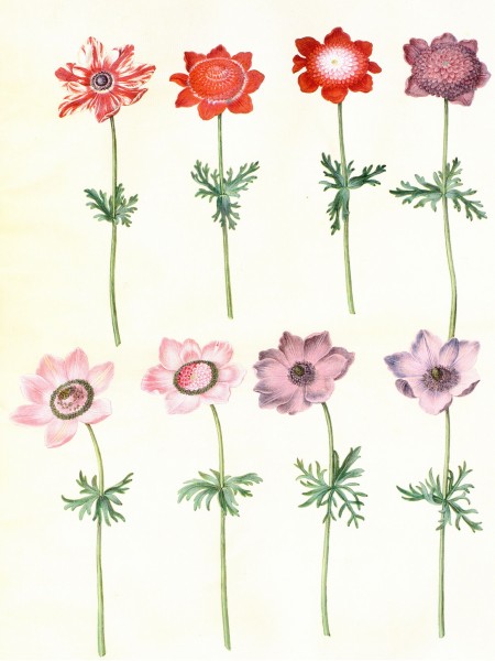 Gc25 anemone coronaria