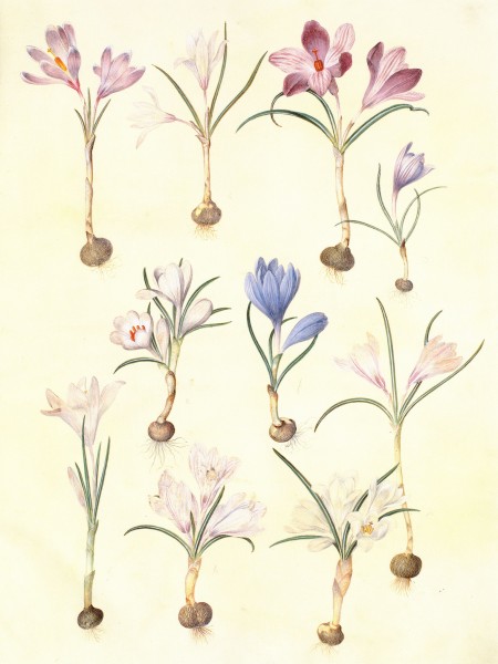 Gc26 crocus vernus und flavus