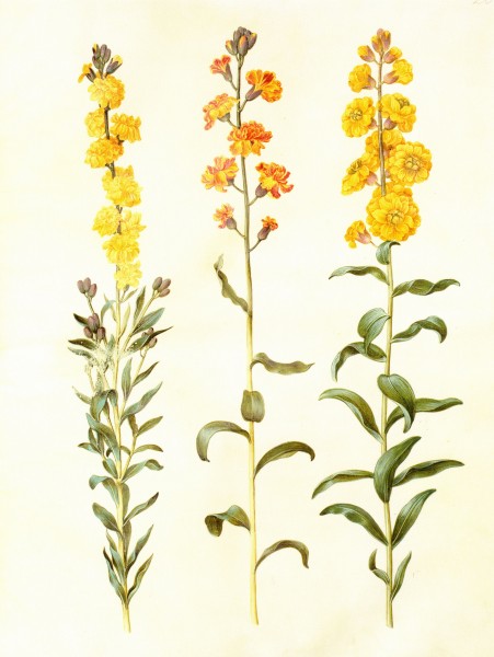 Gc28 cheiranthus cheirii