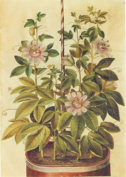 Gc2 passiflora incarnata