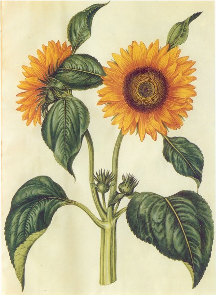 Gc4 helianthus annuus
