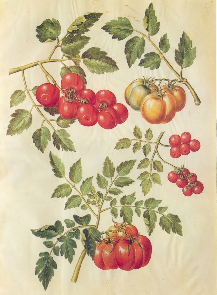 Gc5 tomatoes