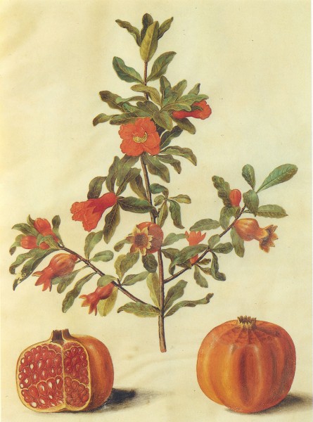 Gc7 Punica granatum fruits