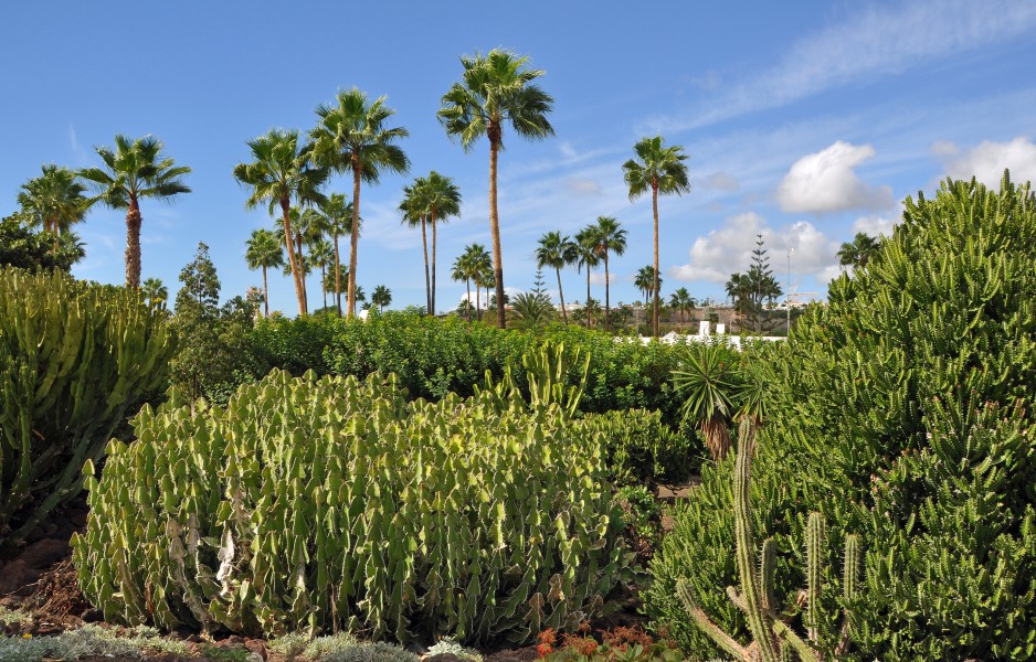 GC Maspalomas Cactus Park R01