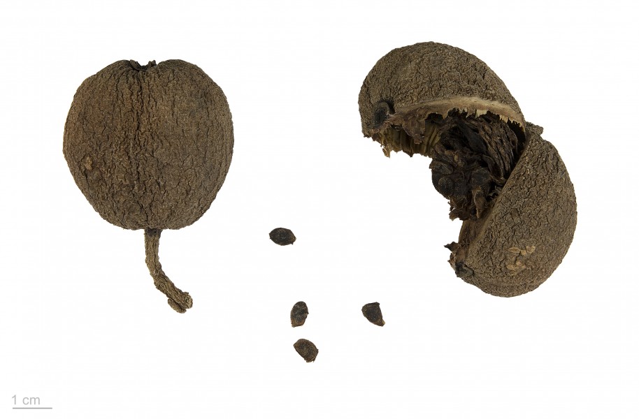 Genipa spruceana MHNT.BOT.2018.6.9