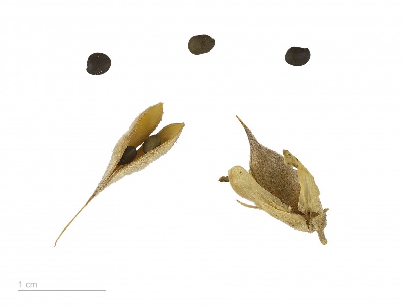 Genista horrida MHNT.BOT.2007.43.56