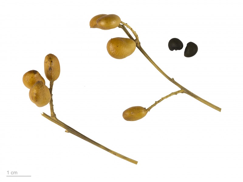 Genista sphaerocarpa MHNT.BOT.2007.43.53