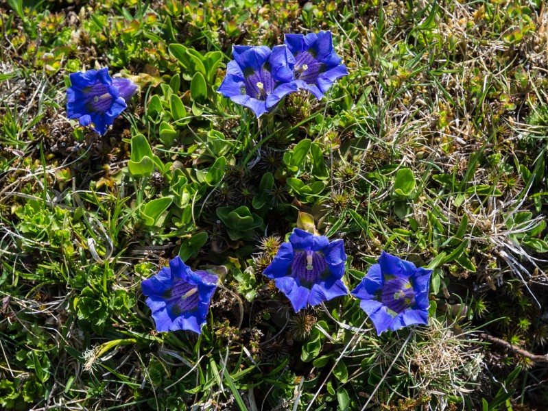 Gentiana acaulis Seckau 20160528