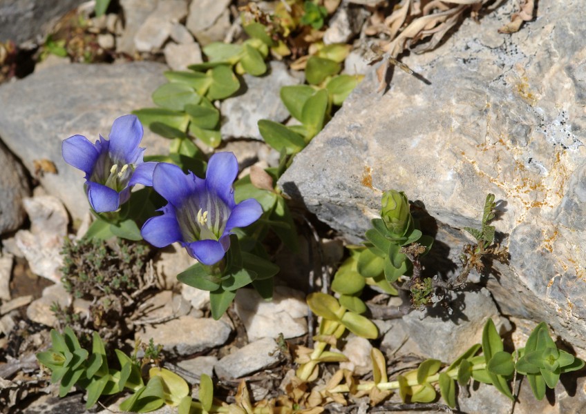 Gentiana boissieri 1