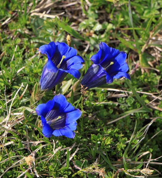 Gentiana clusii - Wank