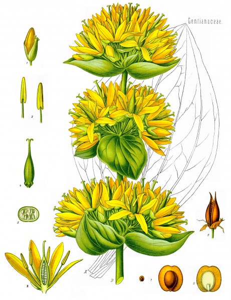 Gentiana lutea - Köhler–s Medizinal-Pflanzen-066