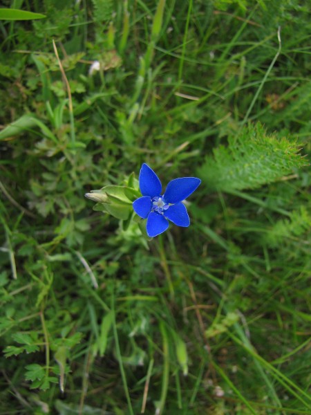 Gentiana utriculosa