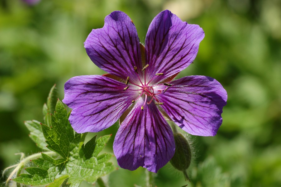 Geranium × magnificum (1990-130-B)