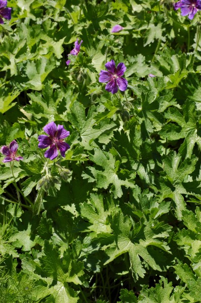 Geranium × magnificum (1990-130-B) Plant