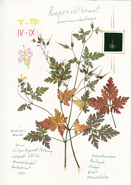 Geranium nach fabris