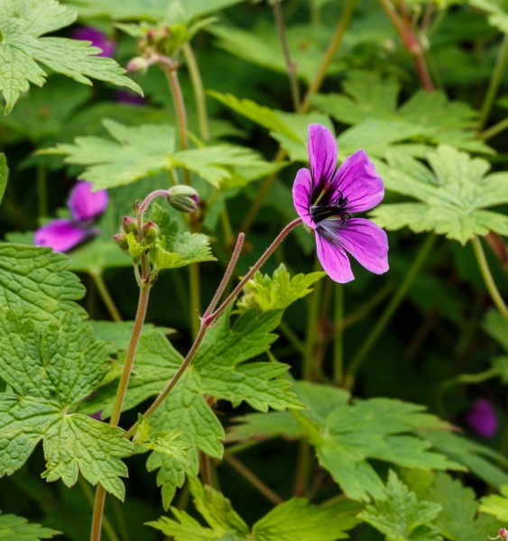 Geranium procurrens 0012 02