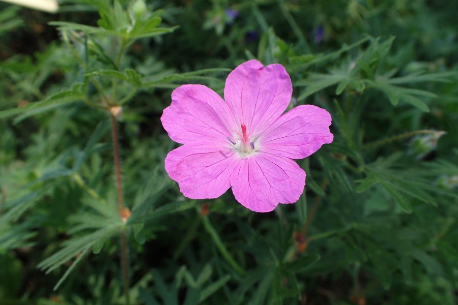 Geranium sanguineum kz04