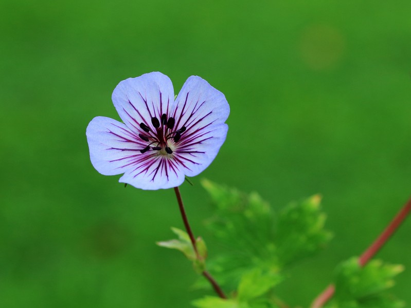 Geranium wallichianum 'Crystal Lake' 05