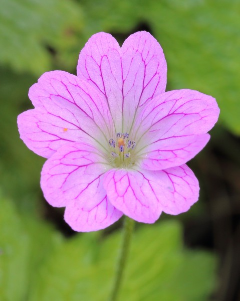 Geranium x oxonianum 01