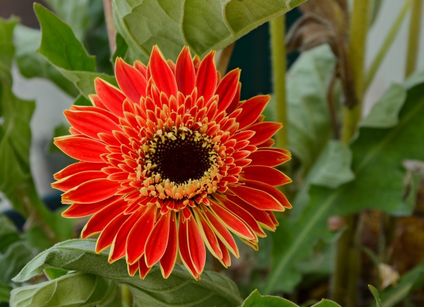 Gerbera FR 2014