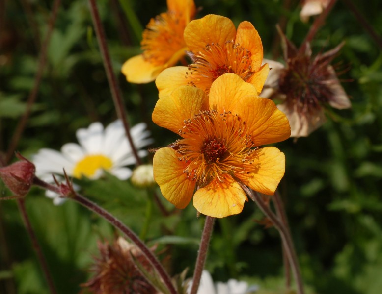 Geum 'Beech House' Flower 2594px