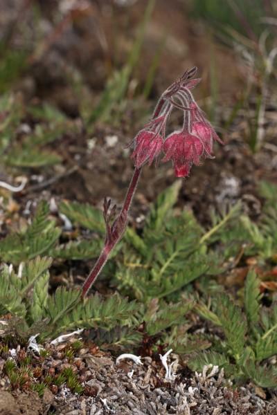 Geum triflorum 4879