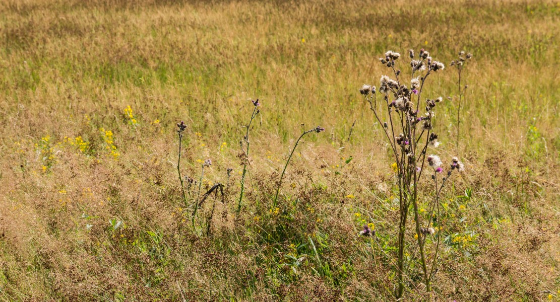 Gevarieerde flora. Locatie, Stuttebosch in de lendevallei. Provincie Friesland 01