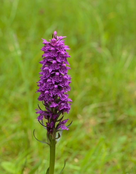 Gevlekte orchis (Dactylorhiza maculata). Locatie. Nationaal Park Lauwersmeer 01