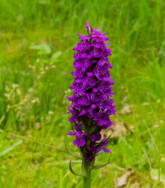 Gevlekte orchis (Dactylorhiza maculata). Locatie. Nationaal Park Lauwersmeer in Groningen