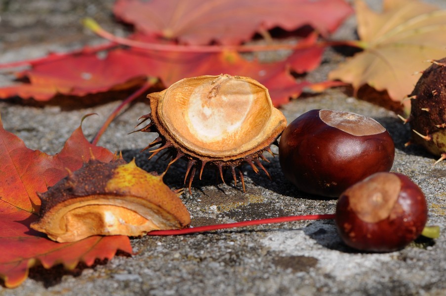 Gewöhnliche Rosskastanie, Aesculus hippocastanum 01