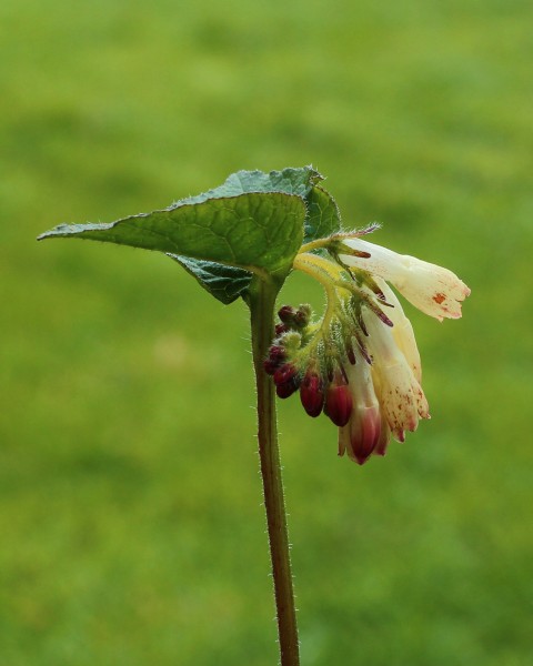 Gewone smeerwortel (Symphytum officinale) 03