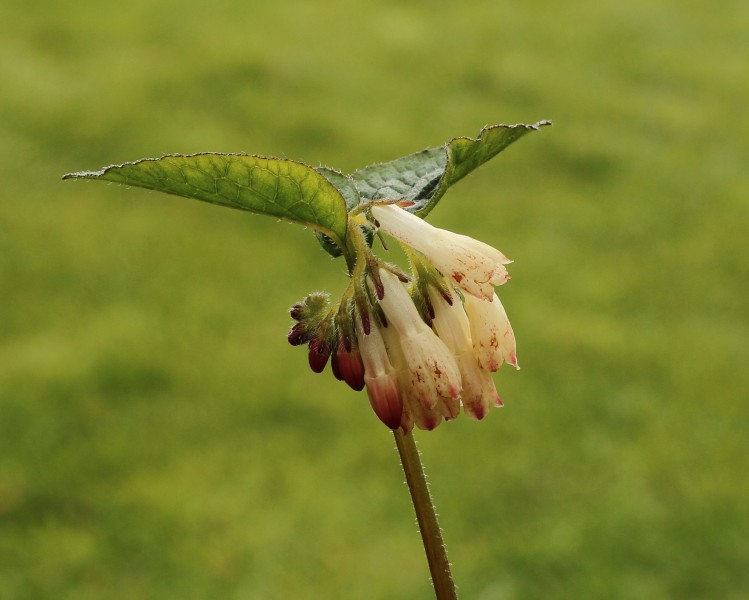 Gewone smeerwortel (Symphytum officinale) 04