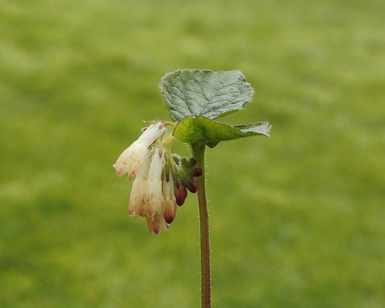 Gewone smeerwortel (Symphytum officinale) 05