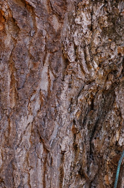 Ginkgo Tree Ginkgo biloba Trunk Bark 2000px