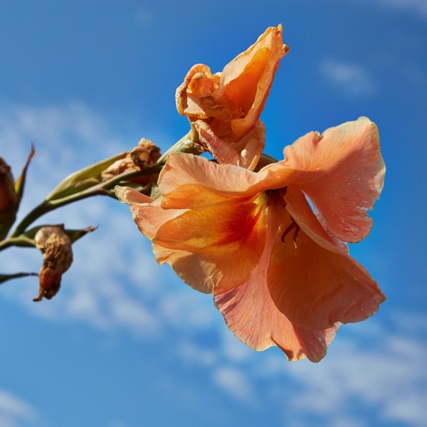 Gladiolus hortulanus 'Trader Horn'-IMG 9259