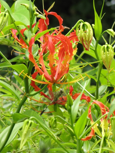 Gloriosa superba01