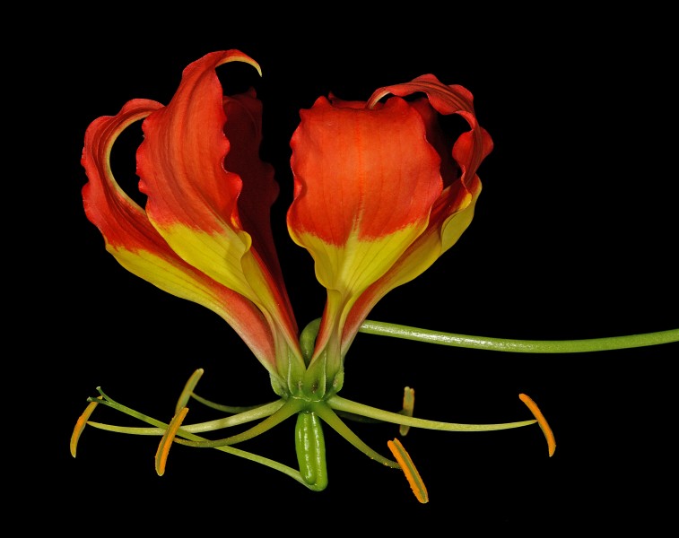 Gloriosa superba 1DS-II 3-1844