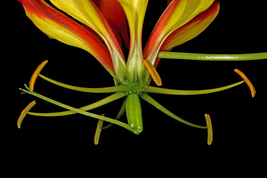 Gloriosa superba 1DS-II 3-1845
