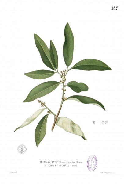 Glycosmis pentaphylla Blanco1.137