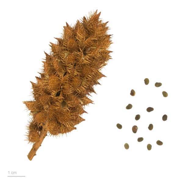 Glycyrrhiza echinata MHNT.BOT.2011.3.43