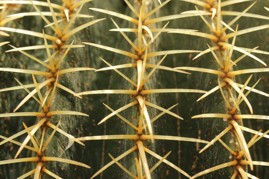 Golden Barrel Cactus - Echinocactus grusonii (28351091978)