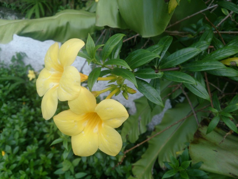 Golden Trumpet (Allamanda cathartica) 2