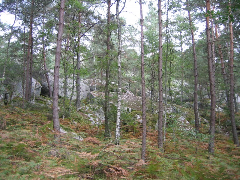 Gorges de Franchard 20