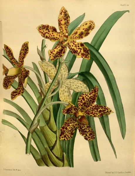 Grammatophyllum speciosum - Paxton's Flower Garden vol. 2 pl. 69 (1853)