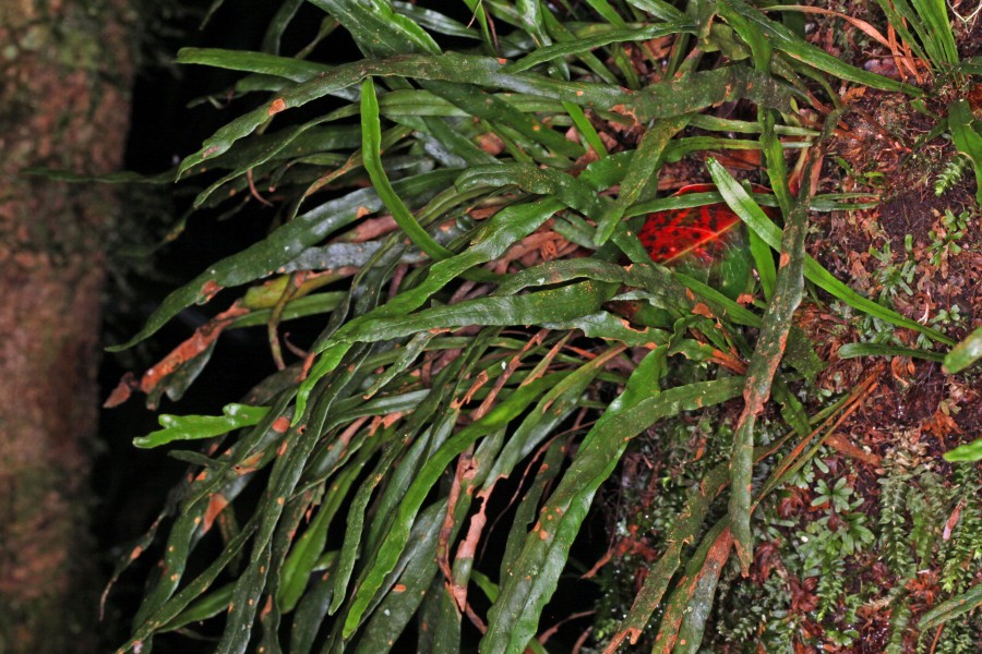 Grammitis diminuta (8930363279)