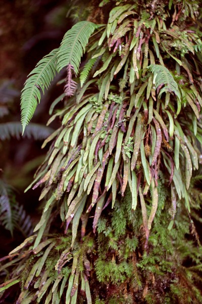 Grammitis wattsii (8926531286)