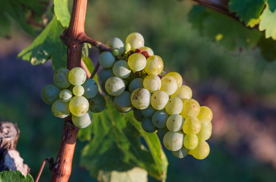 Grape vines 2015 02