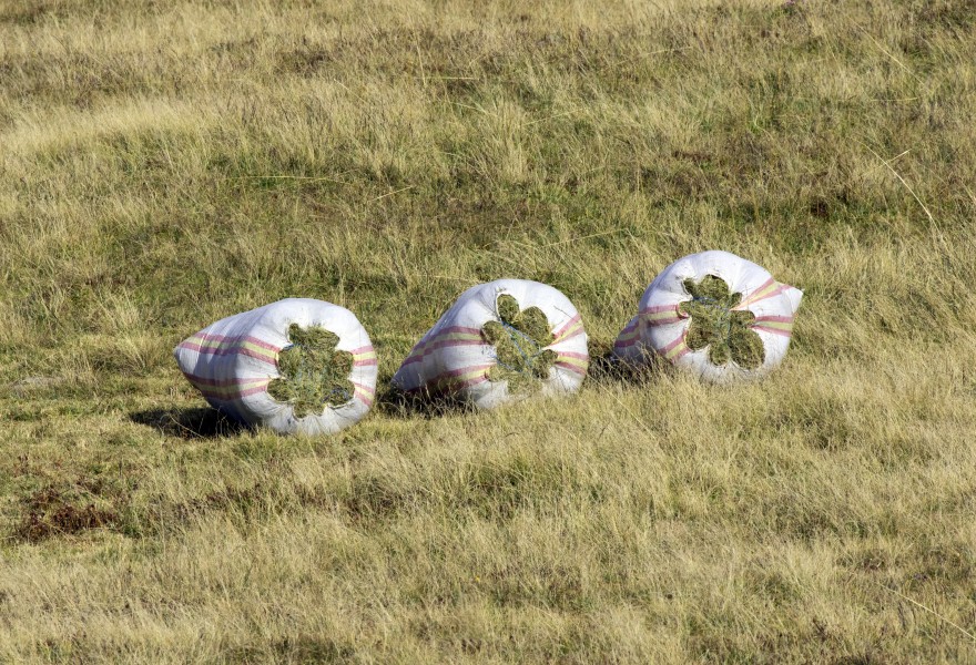 Grass hay bales - Ot çuvalları 01