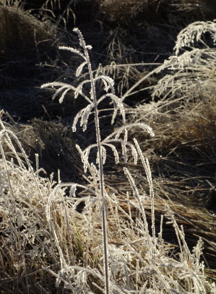 Grass panicle with frost