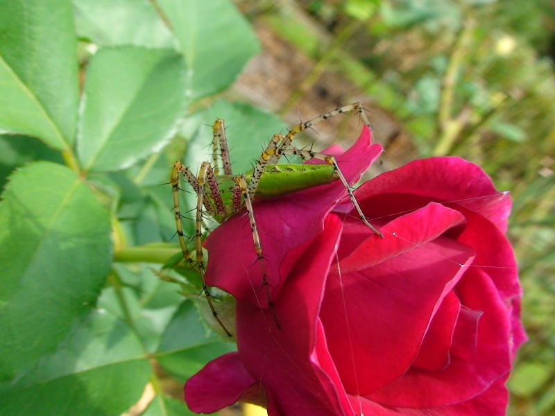 Green Lynx Spider in Tyler Texas